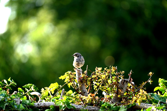 Heckenpflege Heckenschnitt Rückschnitt Hecke naturnah, Wendland, Lüchow-Dannenberg